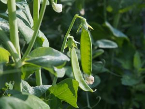 Kinder-Gemüsegärten