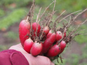 Radieschen im November