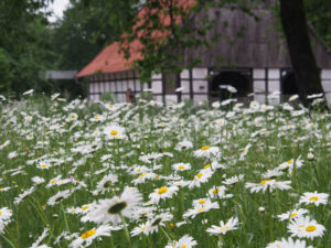 Lorey-Margeriten-Ramsbrock