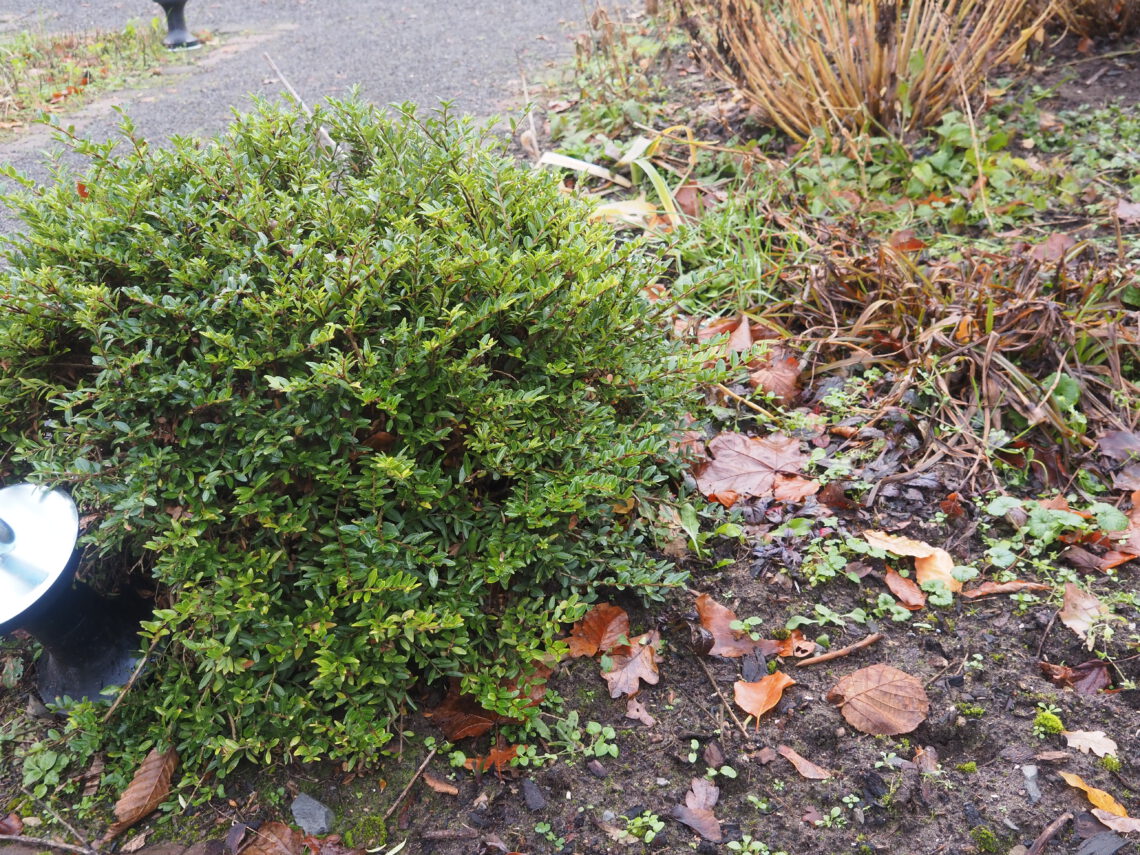 HL_Heckenkirsche_01_PB230069